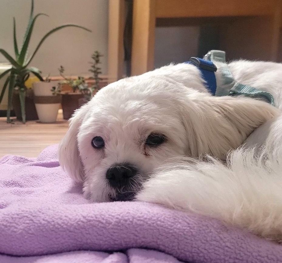 Enlarge Fred, a ADOPTABLE mixed breed in Brooklyn, NY image 3/5