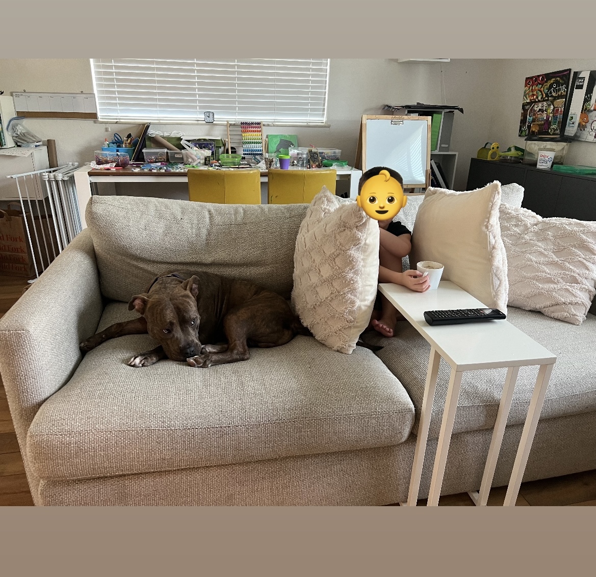 Logan MDAS A2483721, Adopted, Young Male American Bully & Mixed Breed.