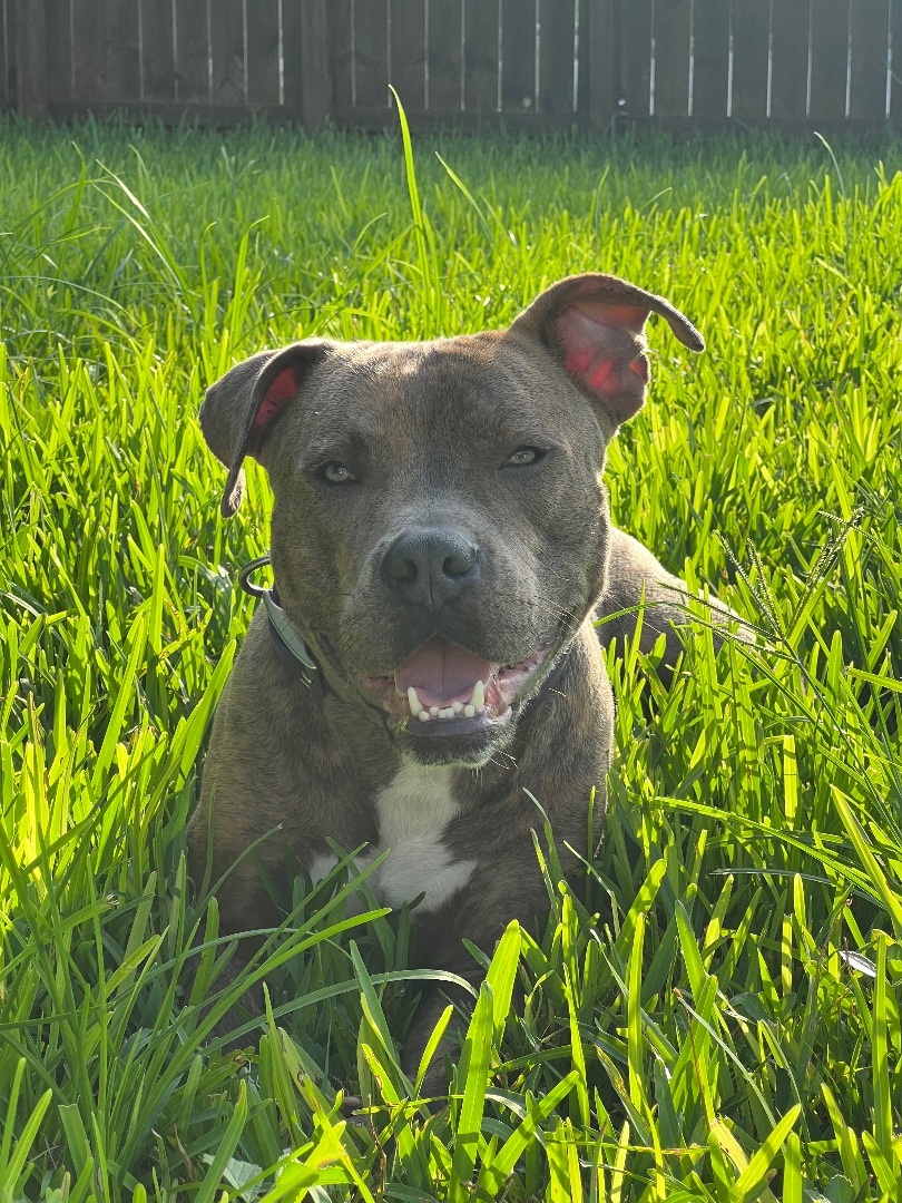 Logan MDAS A2483721, a Adopted mixed breed in Coral Gables, FL image 2/13