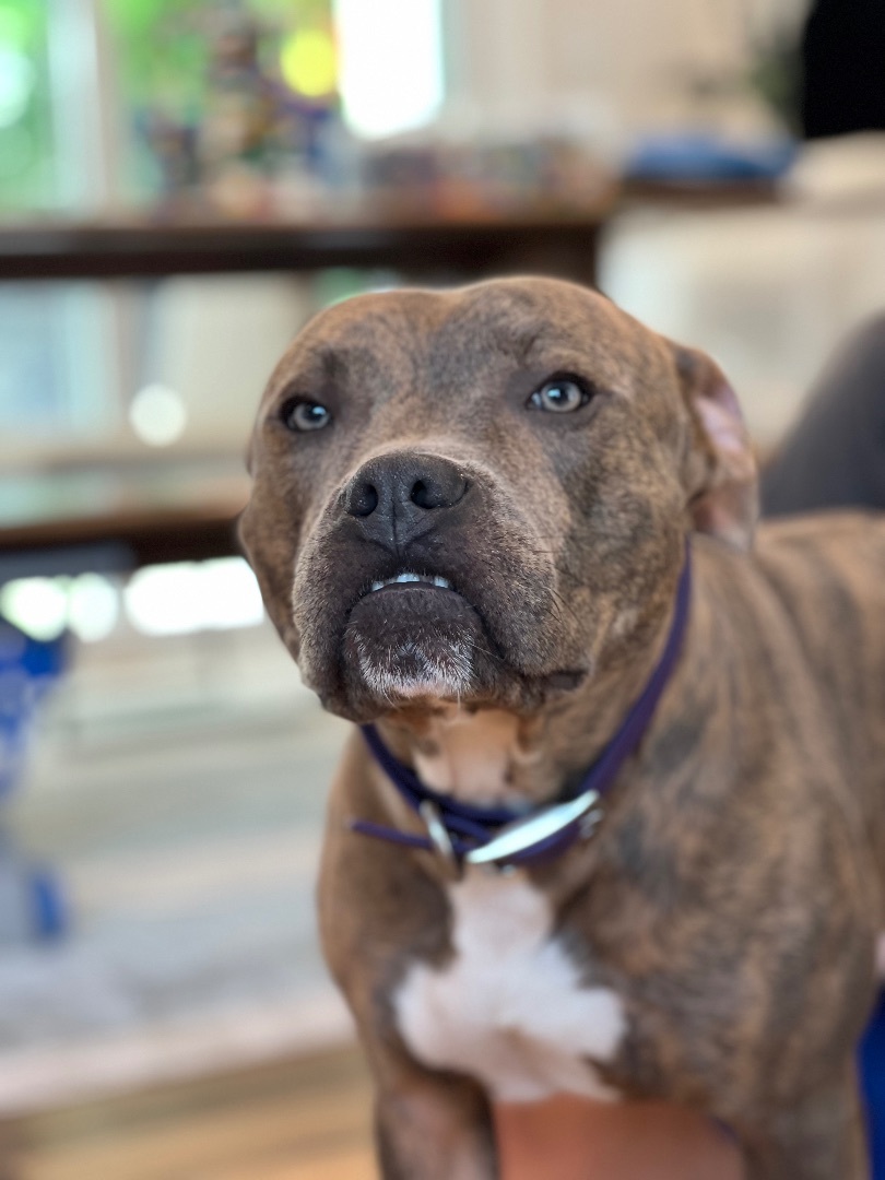 Logan MDAS A2483721, a Adopted mixed breed in Coral Gables, FL image 3/13