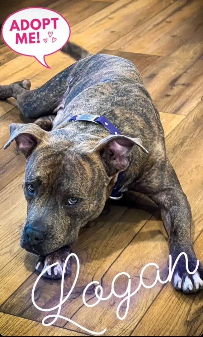 Logan MDAS A2483721, a Adopted mixed breed in Coral Gables, FL image 4/13