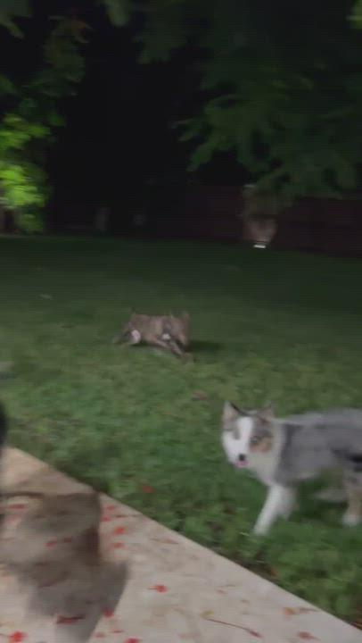 Enlarge Logan MDAS A2483721, a Adopted mixed breed in Coral Gables, FL video 13/13