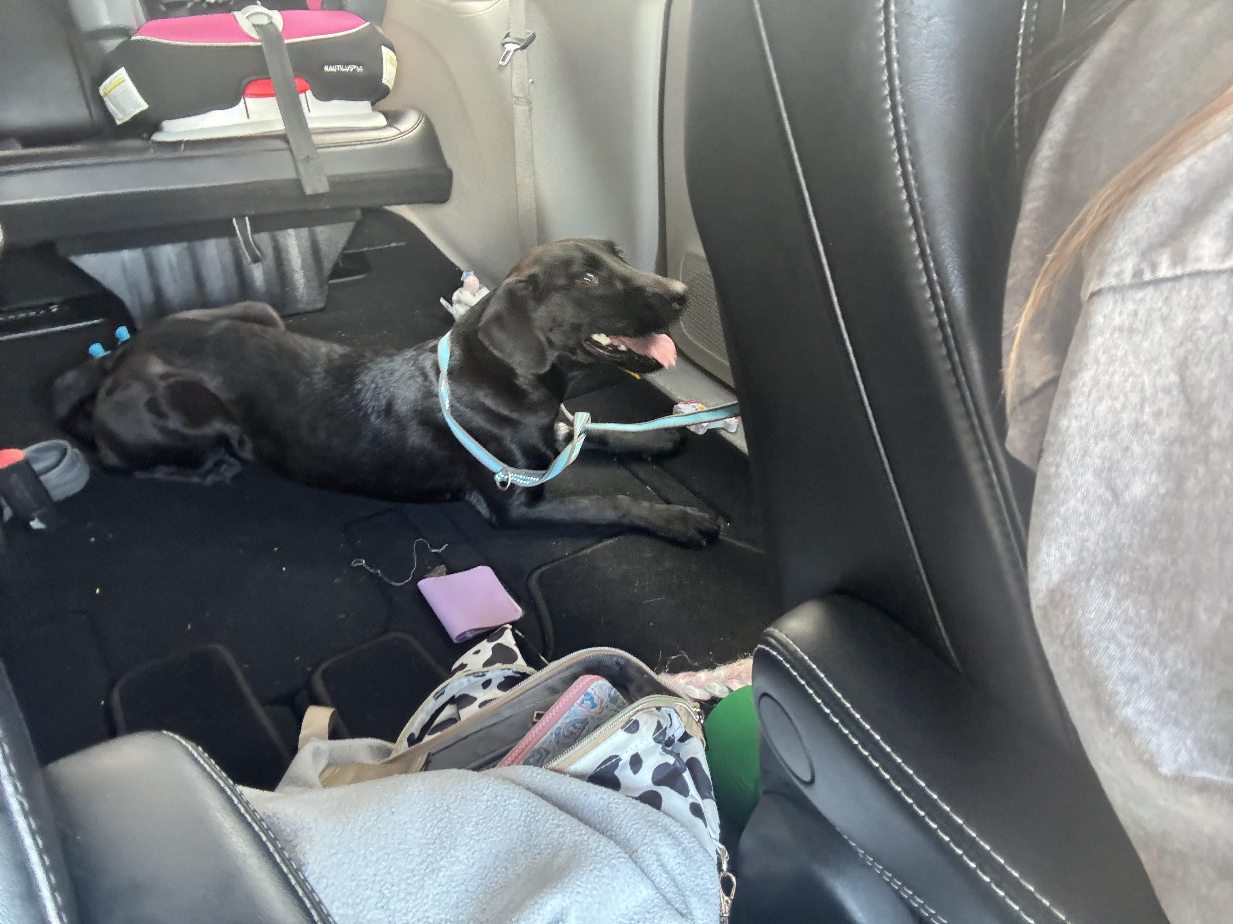 Enlarge Lilly Lou, a ADOPTABLE mixed breed in Cary, NC image 3/5