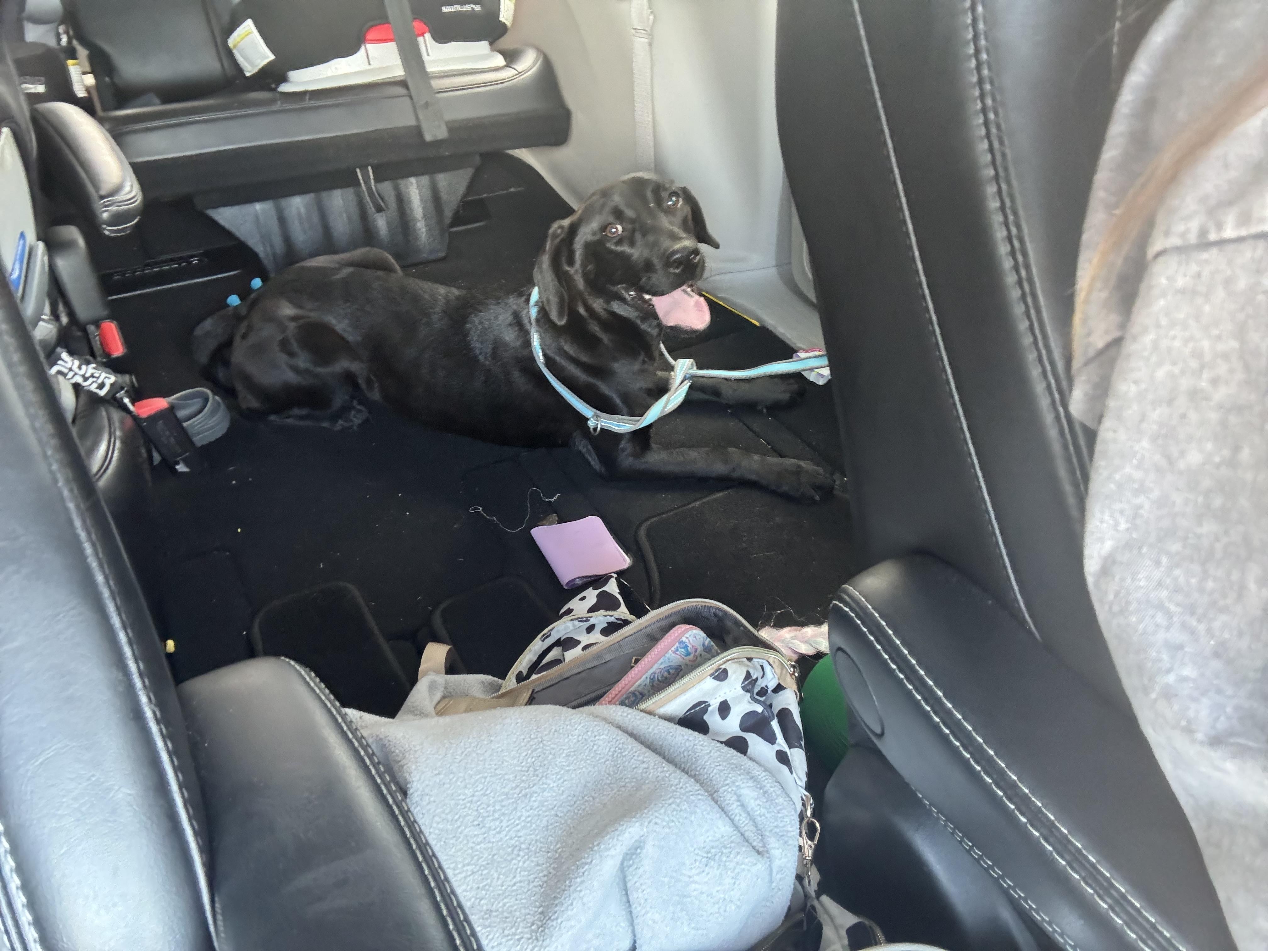 Enlarge Lilly Lou, a ADOPTABLE mixed breed in Cary, NC image 5/5