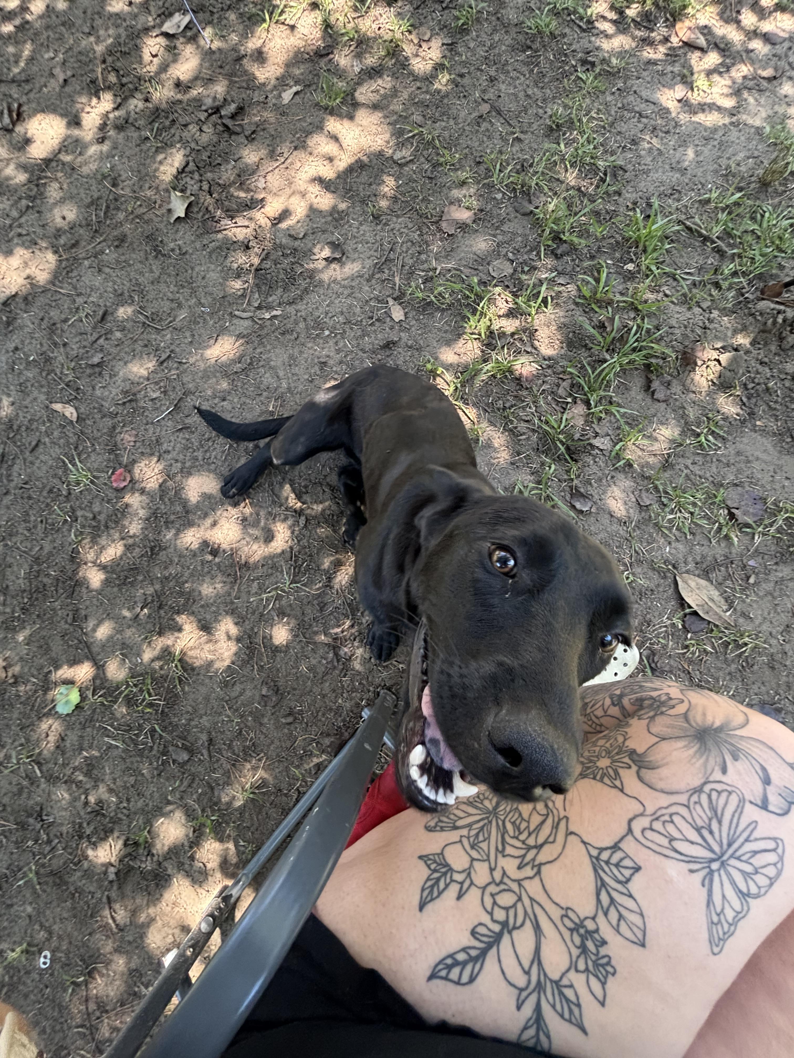 Enlarge Lilly Lou, a ADOPTABLE mixed breed in Cary, NC image 2/5