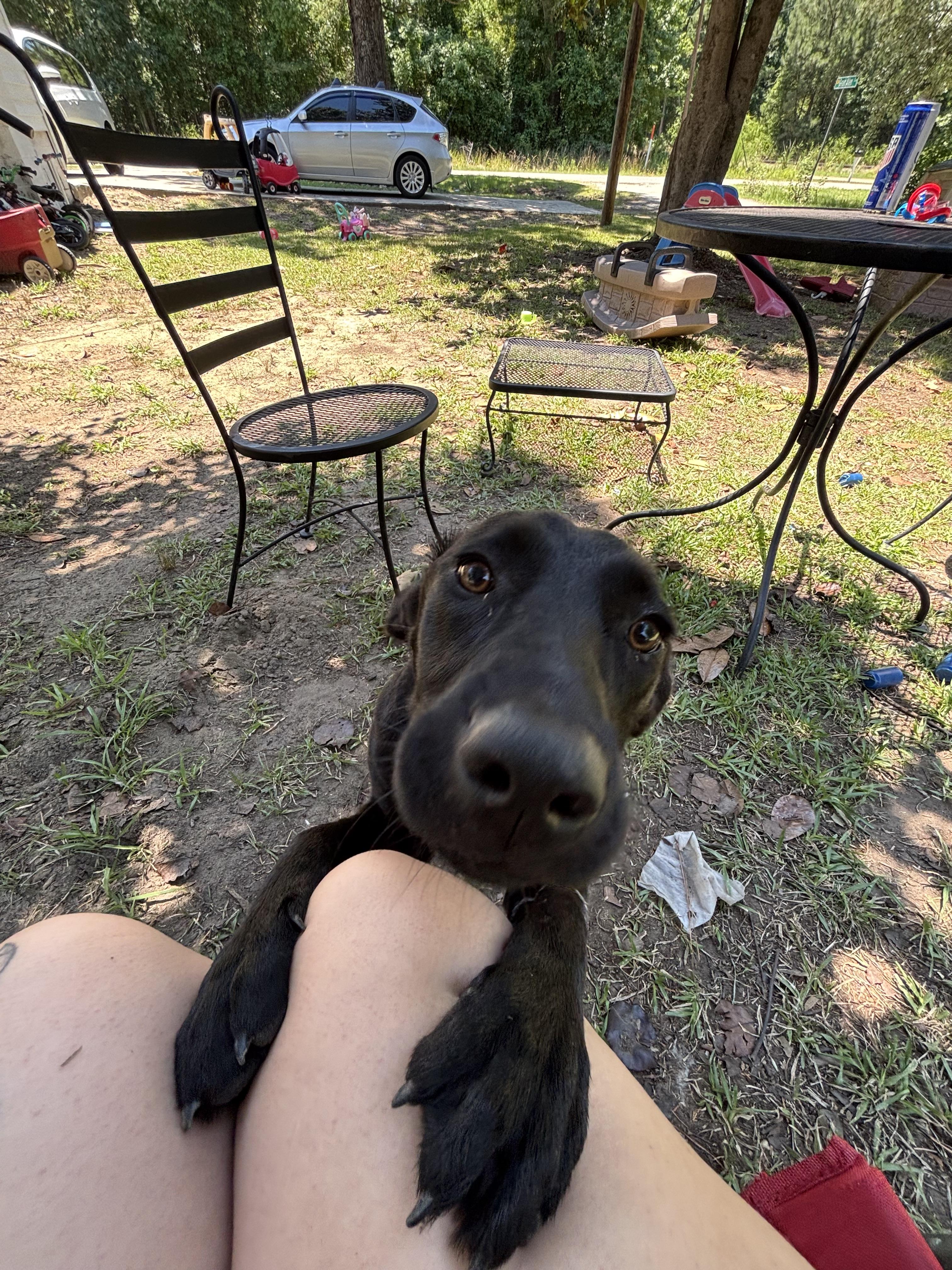 Lilly Lou, ADOPTABLE, Puppy Female Black Labrador Retriever & Hound.