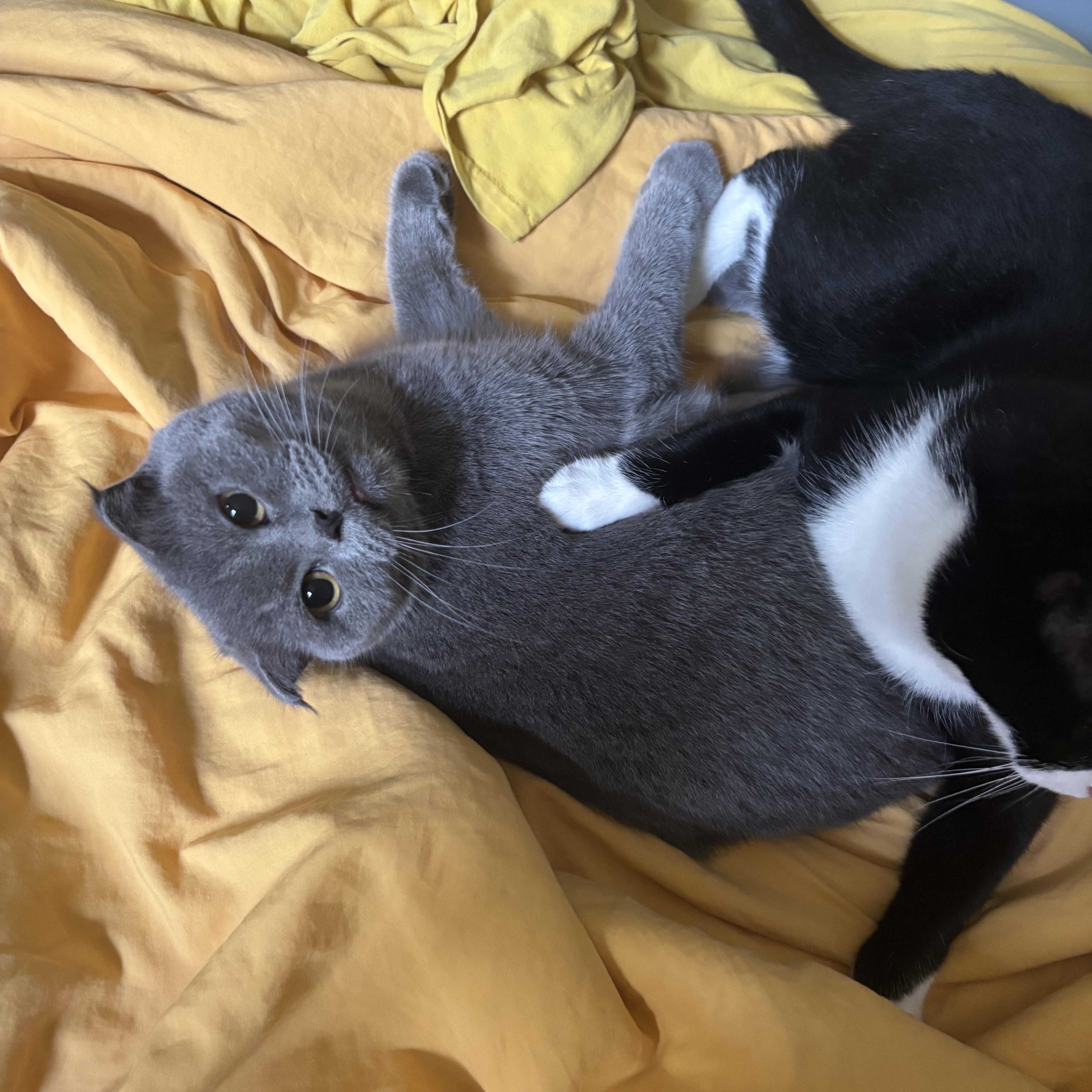Enlarge Julie, a Adopted Scottish Fold in Brooklyn, NY image 3/4