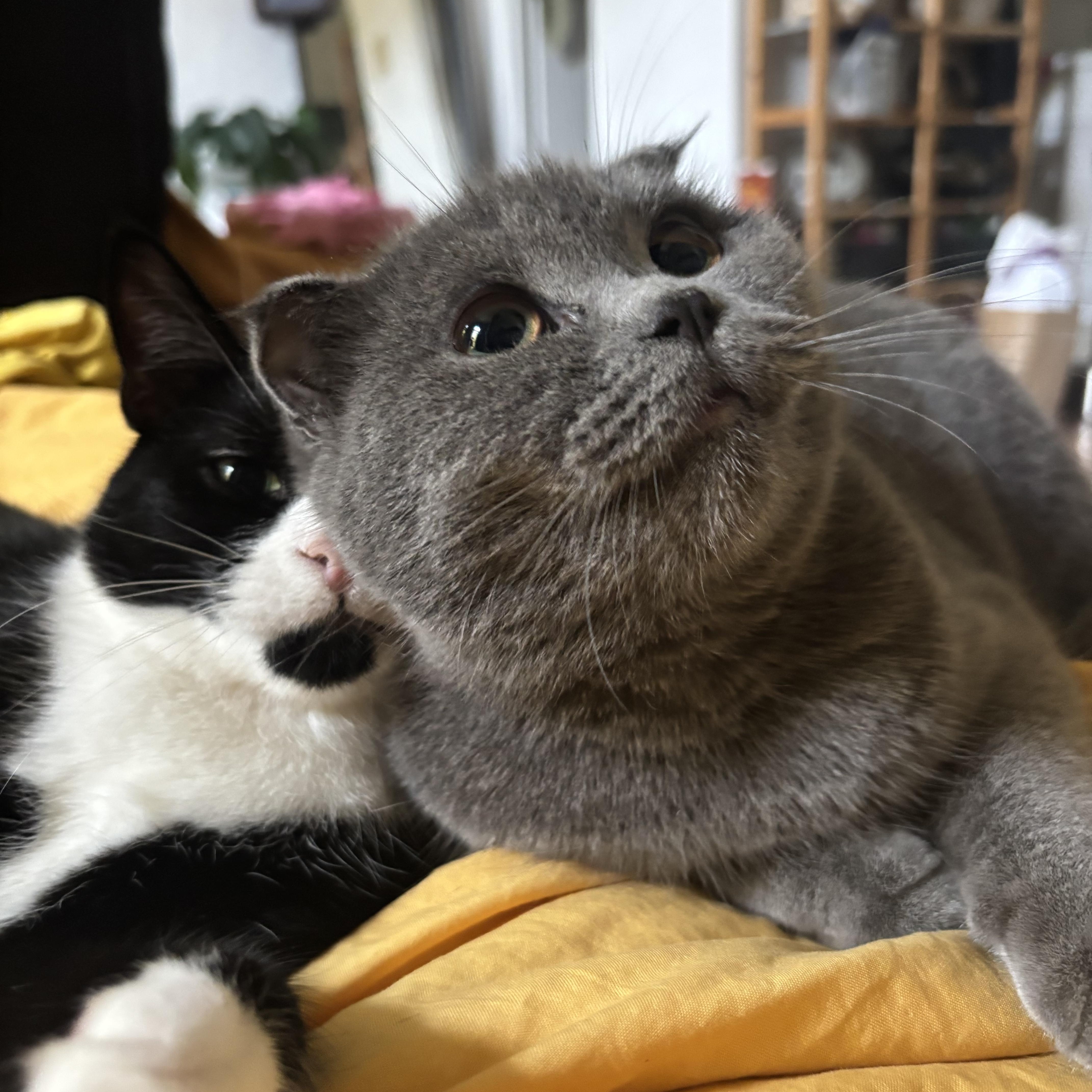 Enlarge Julie, a Adopted Scottish Fold in Brooklyn, NY image 2/4