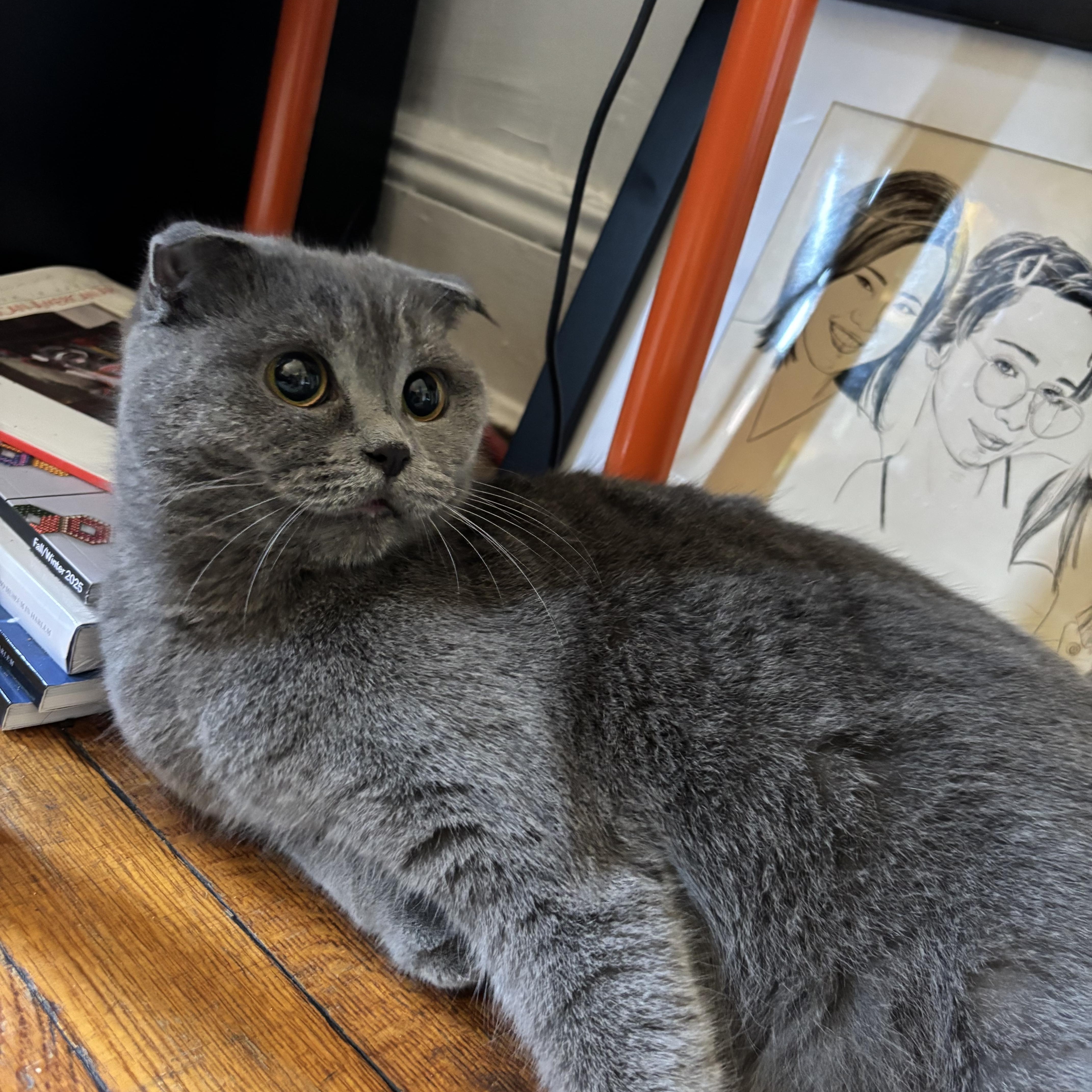 Enlarge Julie, a Adopted Scottish Fold in Brooklyn, NY image 1/4