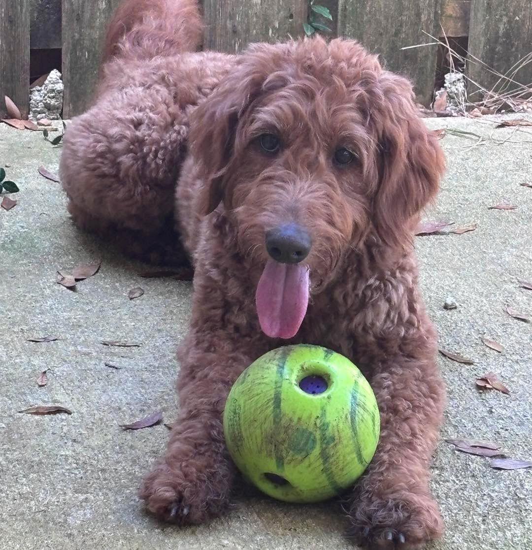 Blanche, Adopted, Adult Female Standard Poodle.