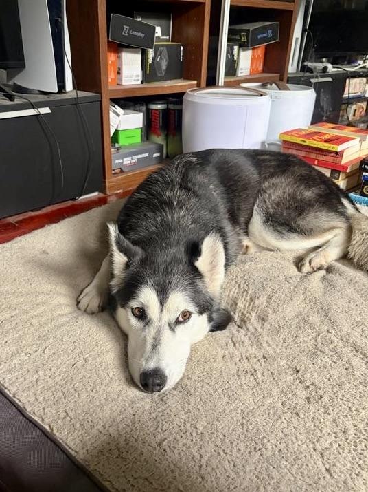 Enlarge Jazzy, a Adoptable Husky in Los Angeles, CA image 4/6