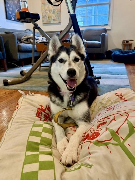 Enlarge Jazzy, a Adoptable Husky in Los Angeles, CA image 5/6