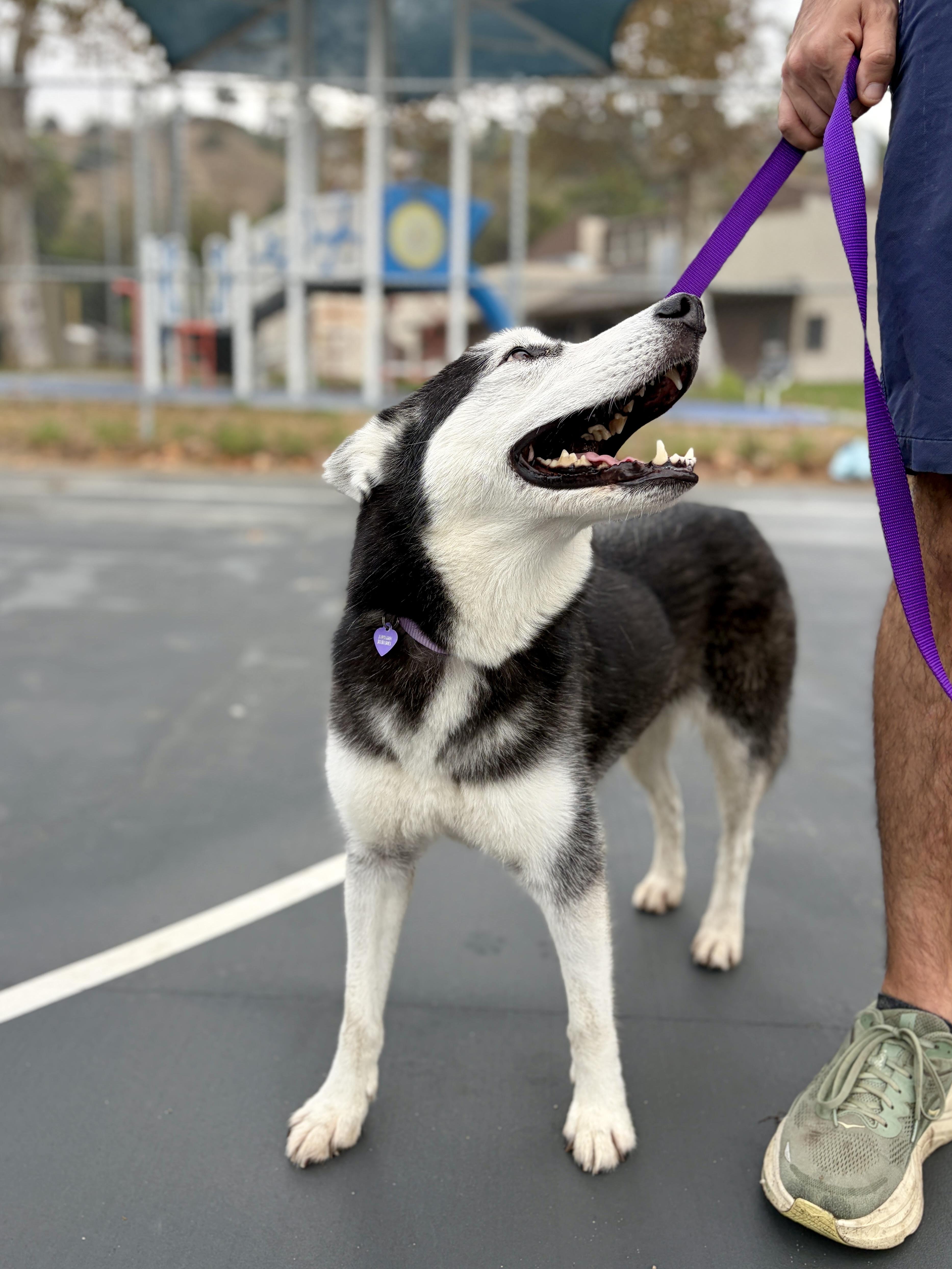 Enlarge Jazzy, a Adoptable Husky in Los Angeles, CA image 3/6