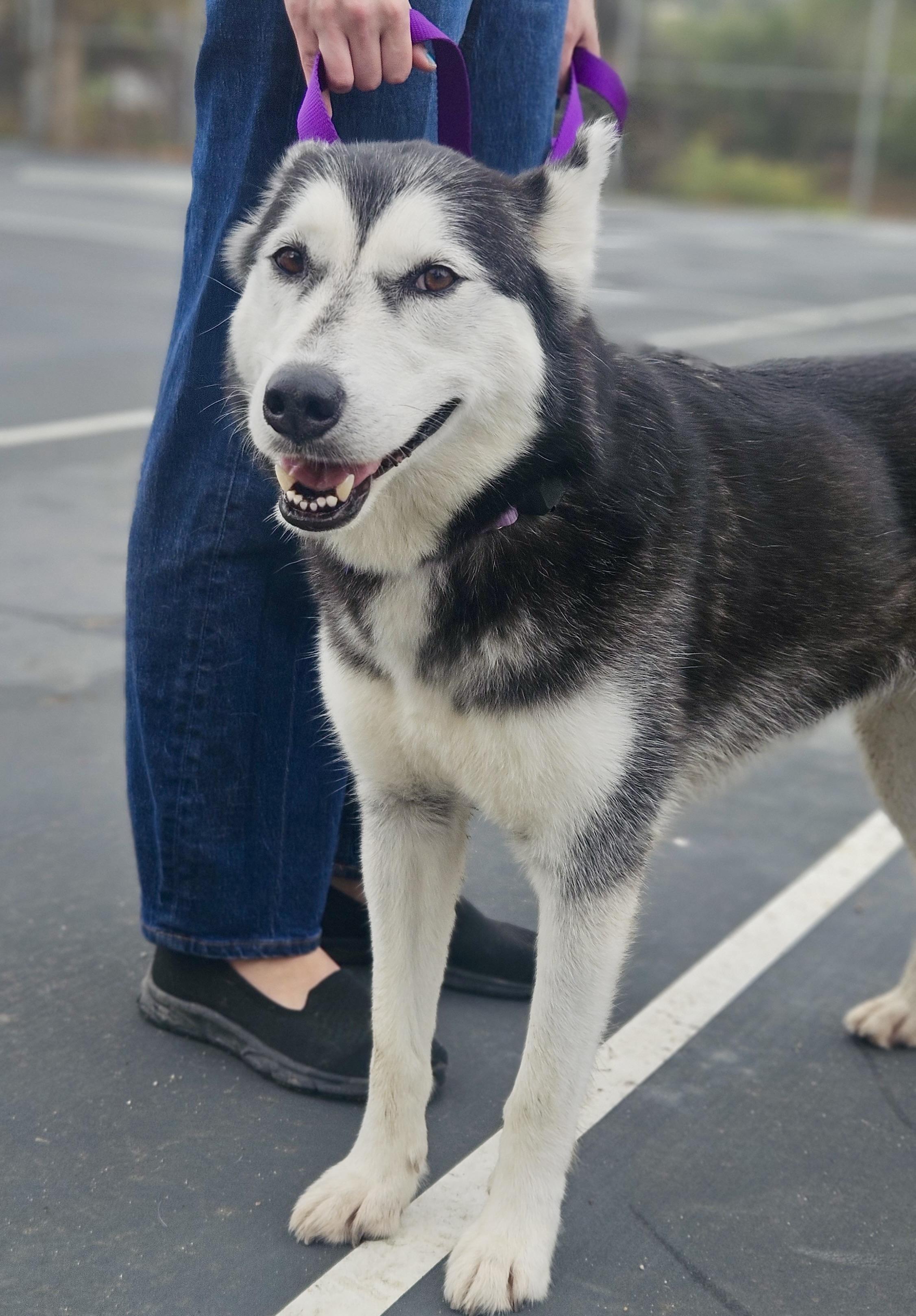 Jazzy, Adoptable, Adult Female Husky.