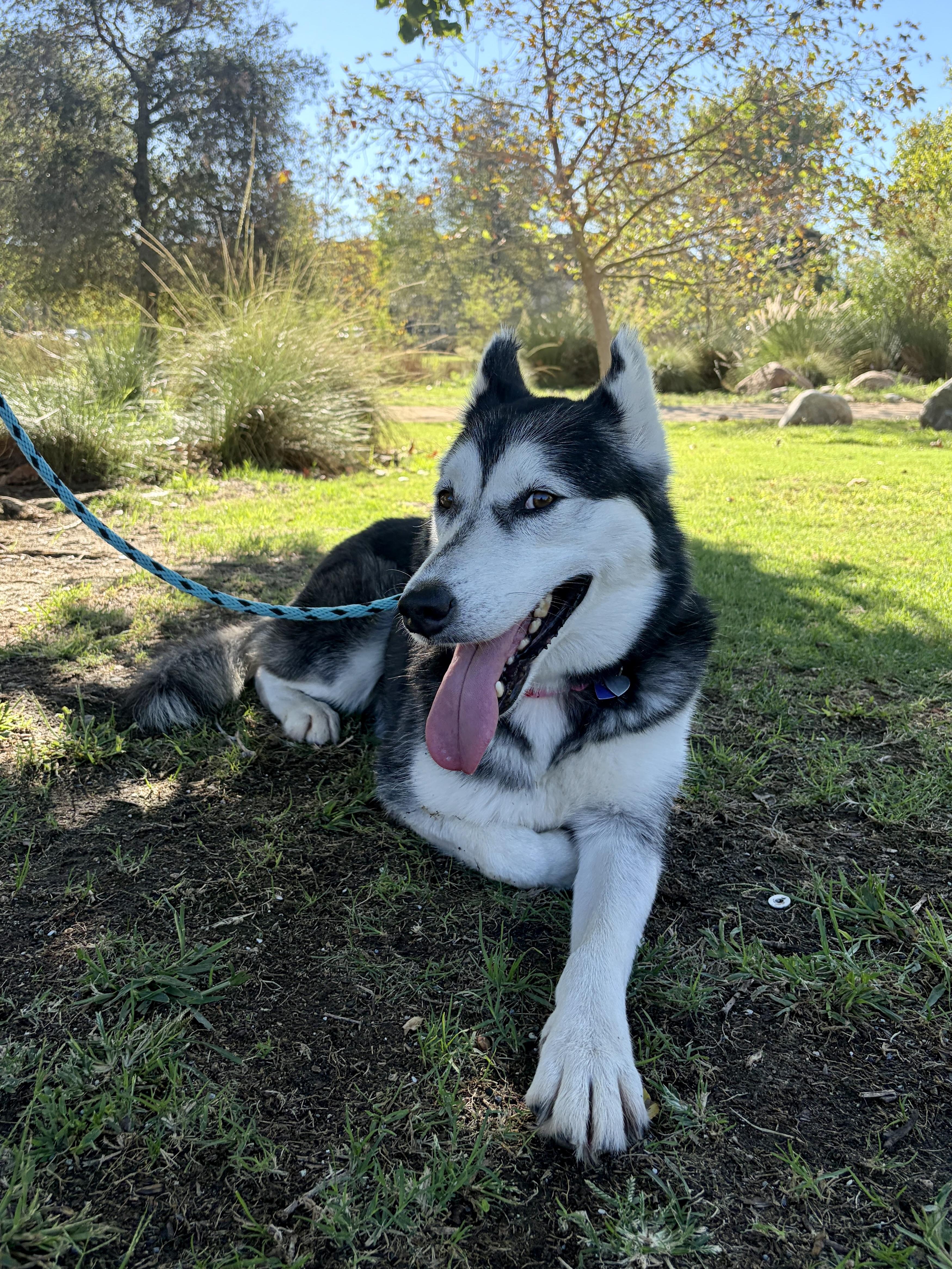 Enlarge Jazzy, a Adoptable Husky in Los Angeles, CA image 2/6