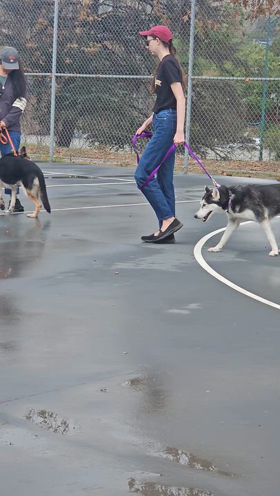 Enlarge Jazzy, a Adoptable Husky in Los Angeles, CA video 6/6