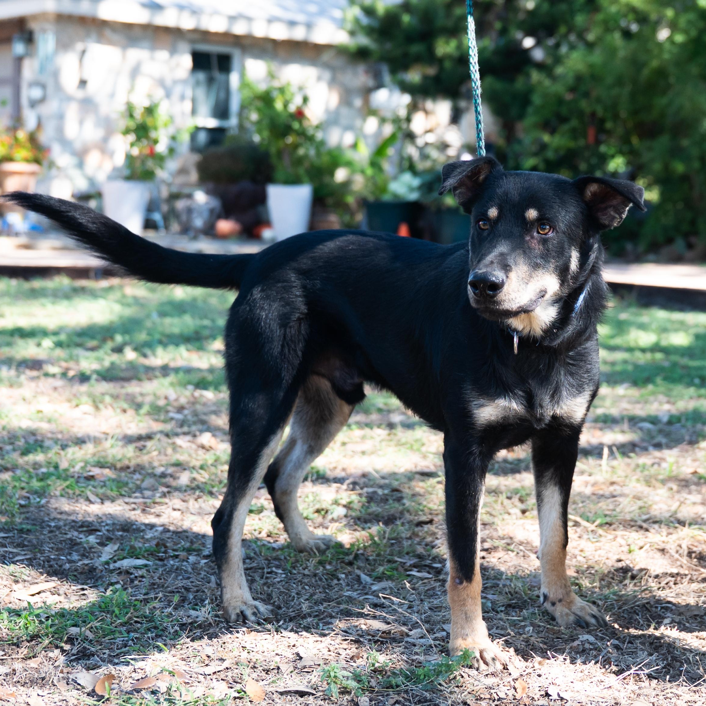 Rex, a Adoptable mixed breed in Williston, VT image 2/5
