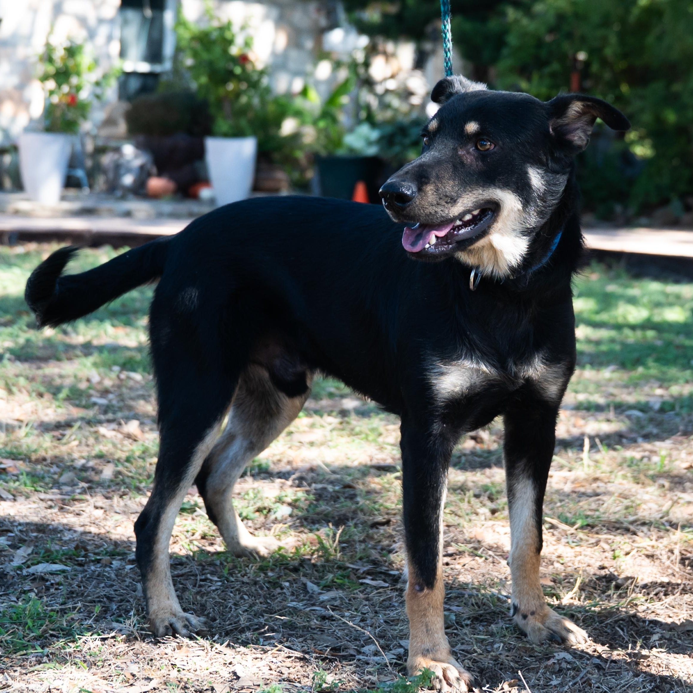 Rex, a Adoptable mixed breed in Williston, VT image 3/5