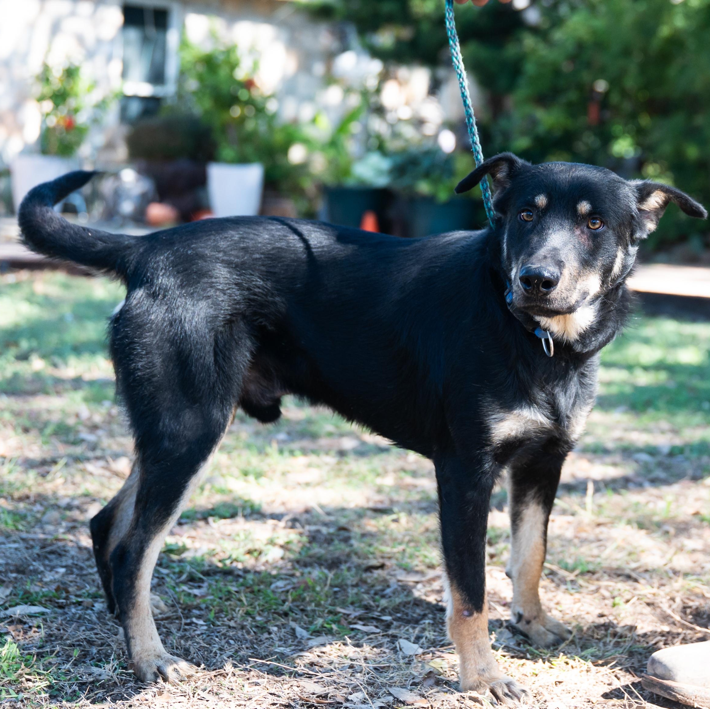 Rex, a Adoptable mixed breed in Williston, VT image 4/5
