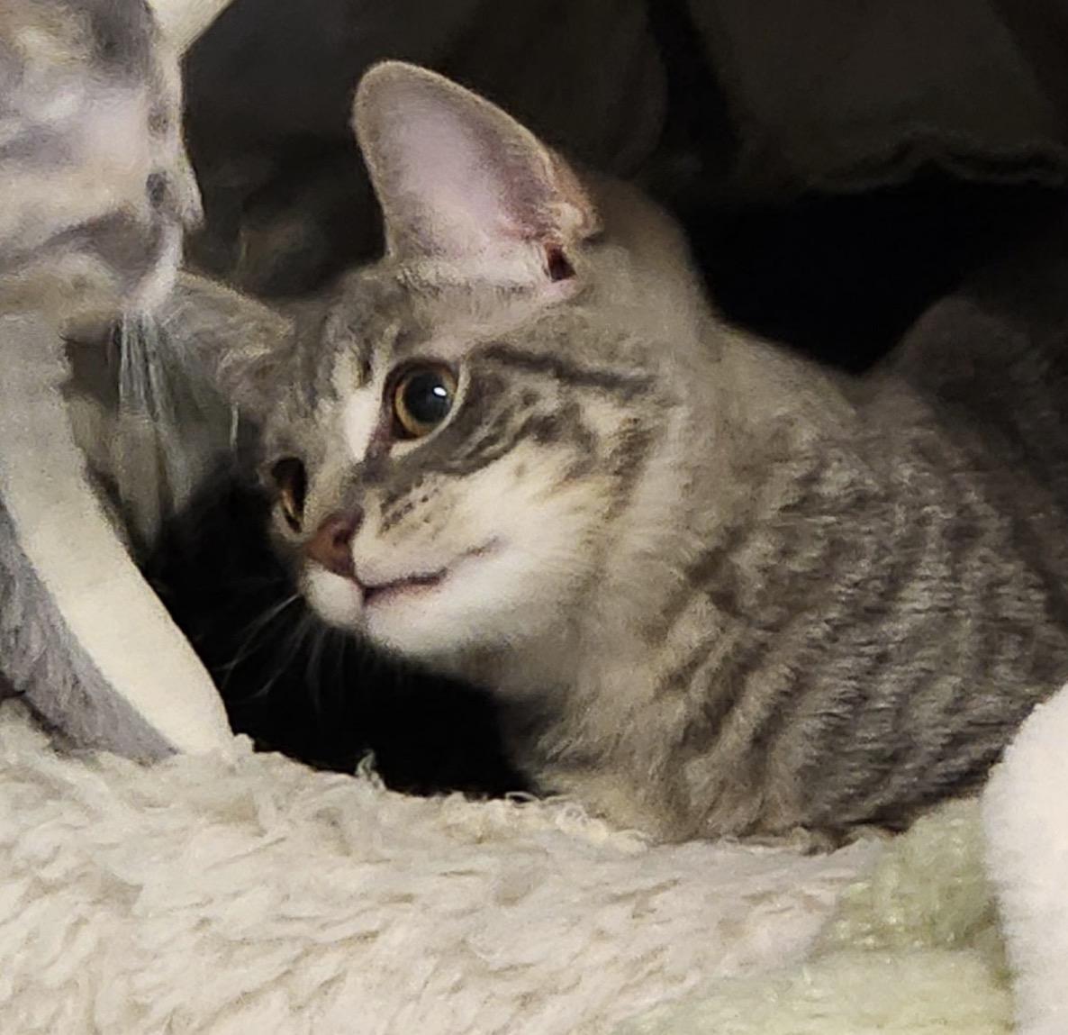 Enlarge Evie, a ADOPTABLE Domestic Short Hair in Maineville, OH image 2/2