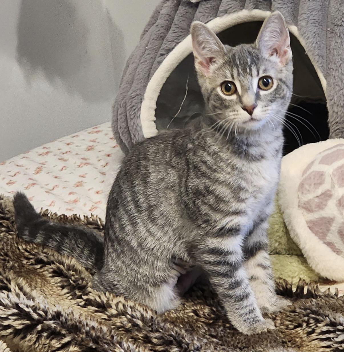 Evie, ADOPTABLE, Kitten Female Domestic Short Hair.