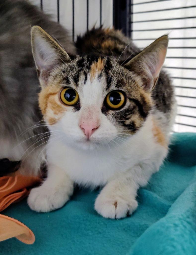 Cara, Adoptable, Kitten Female Domestic Short Hair.