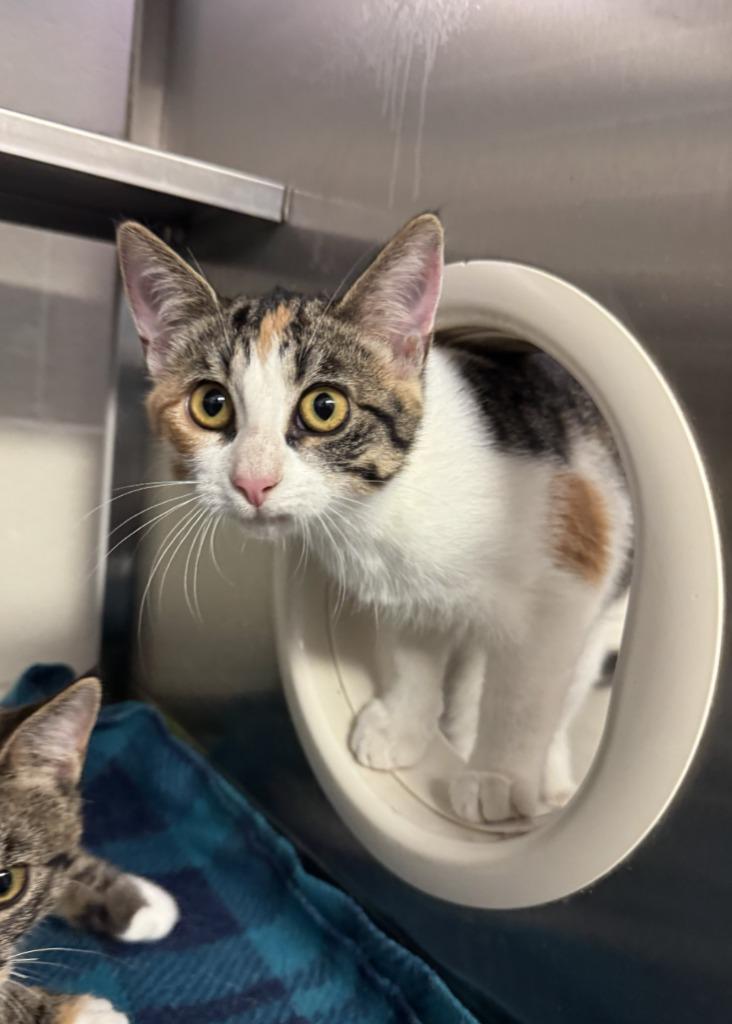 Enlarge Cara, a Adoptable mixed breed in Grand Forks, ND image 2/3