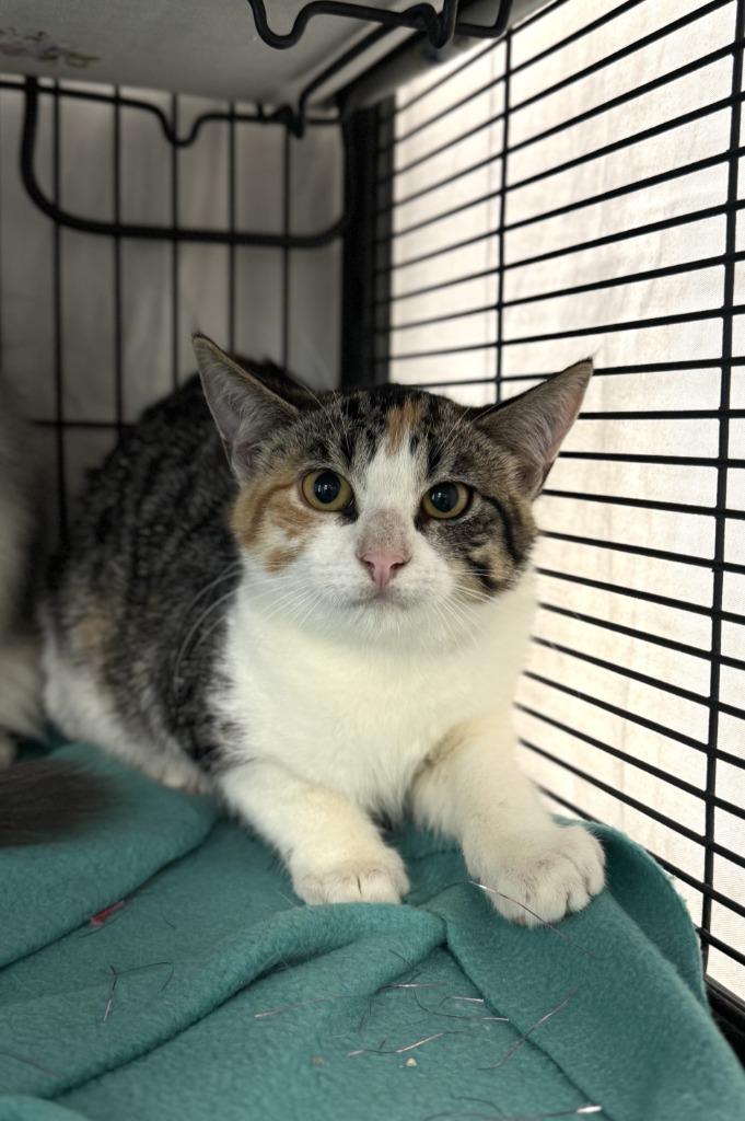 Enlarge Cara, a Adoptable mixed breed in Grand Forks, ND image 3/3