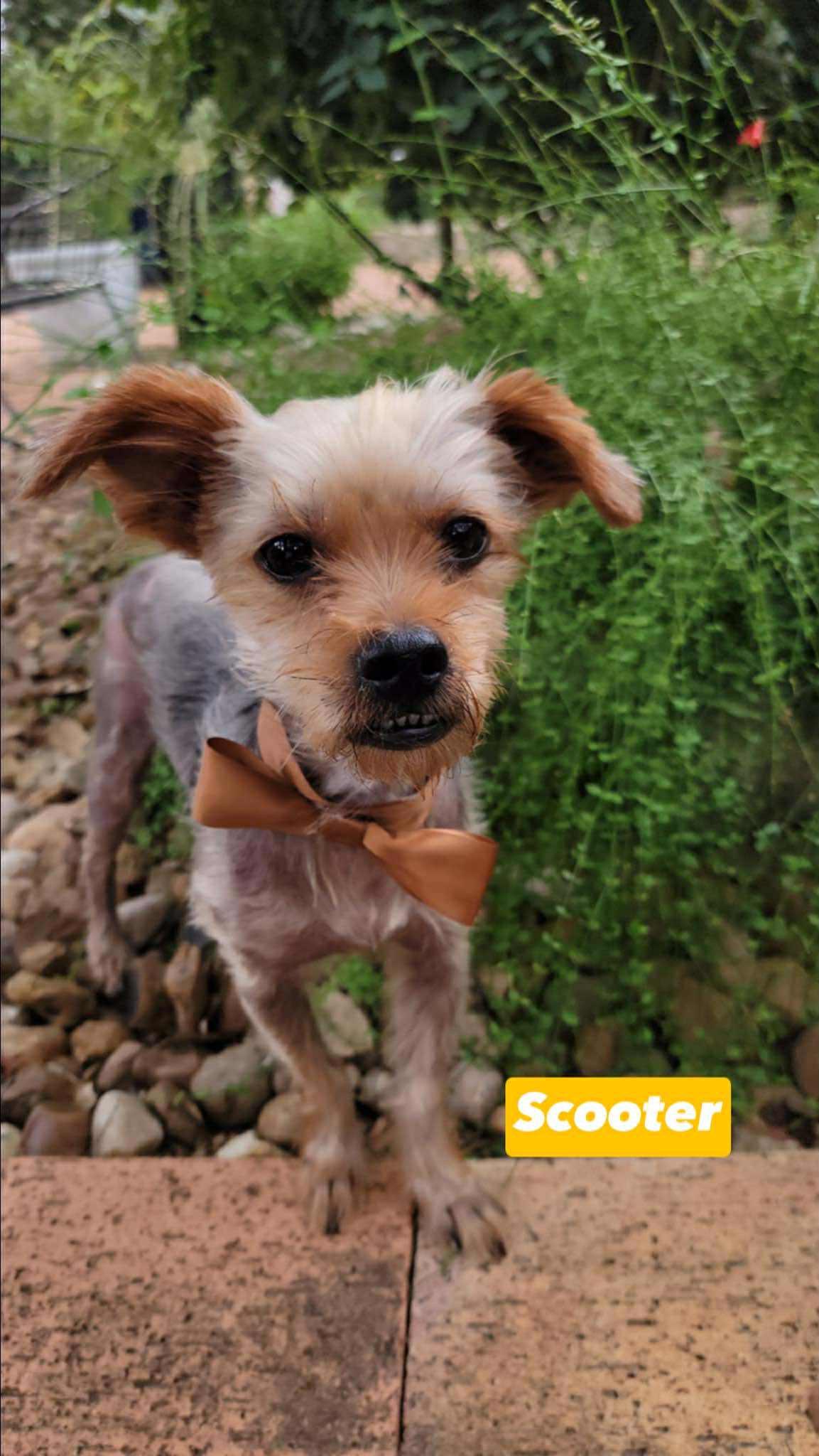 Scooter 4