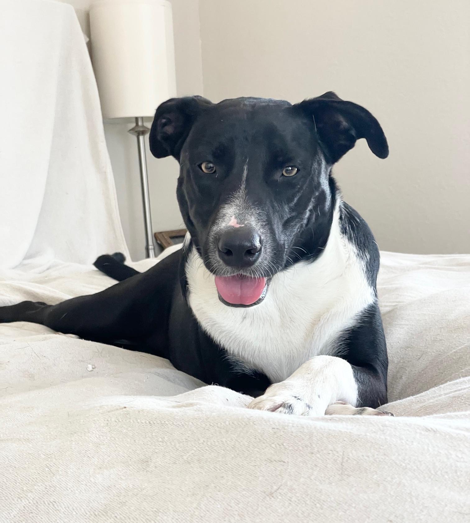 sweet cecilia, ADOPTABLE, Young Female Labrador Retriever & Border Collie.