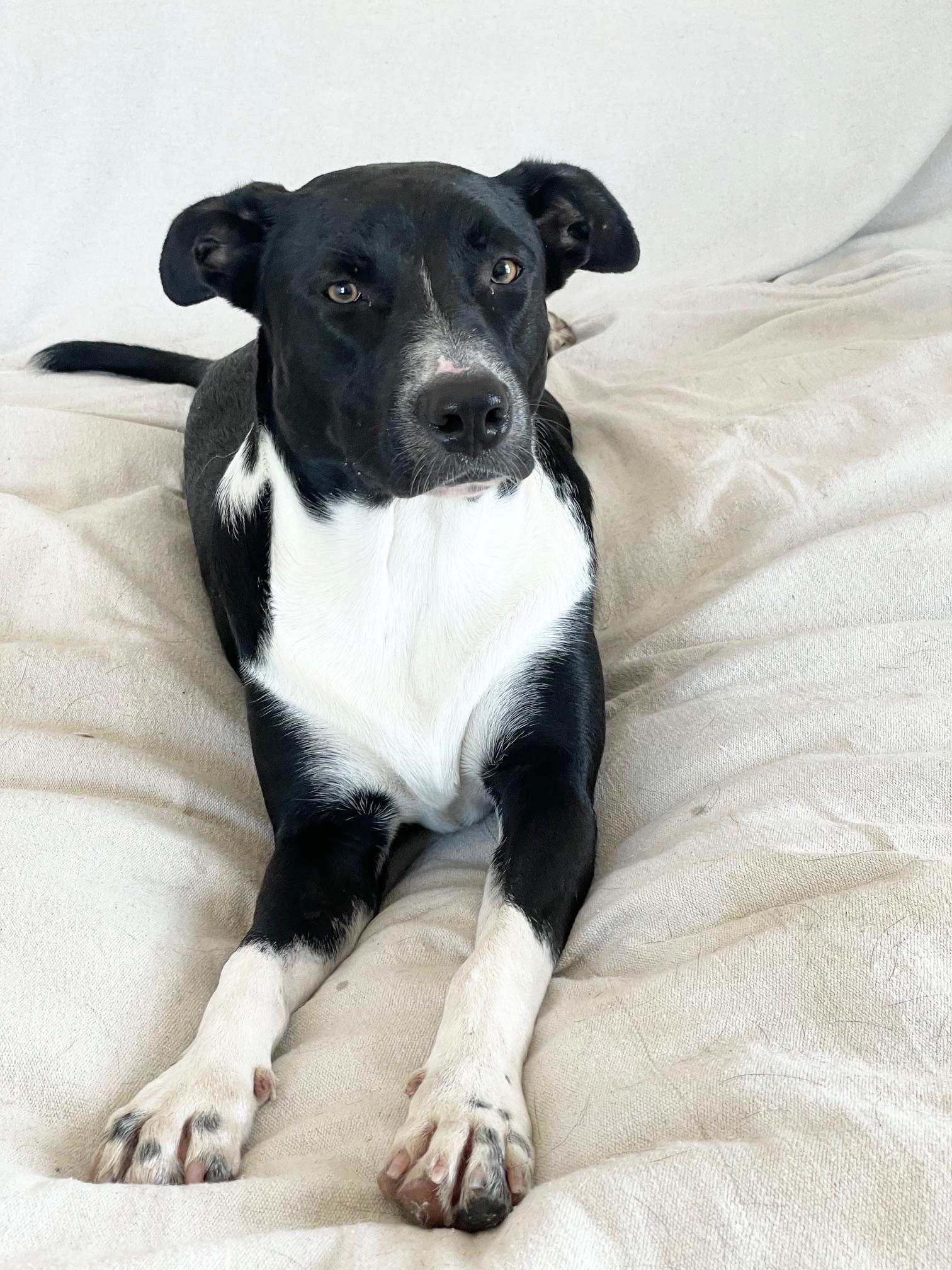 sweet cecilia, a ADOPTABLE mixed breed in West Hartford , CT image 2/4