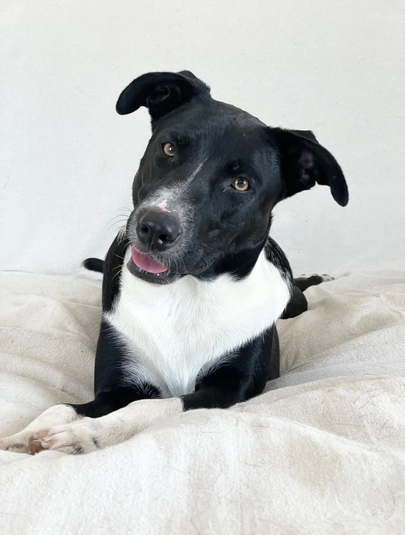 sweet cecilia, a ADOPTABLE mixed breed in West Hartford , CT image 3/4