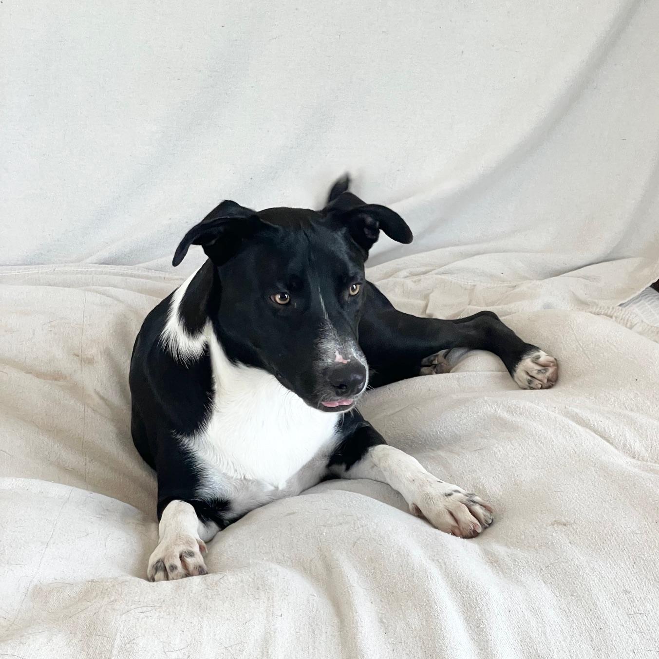 sweet cecilia, a ADOPTABLE mixed breed in West Hartford , CT image 4/4