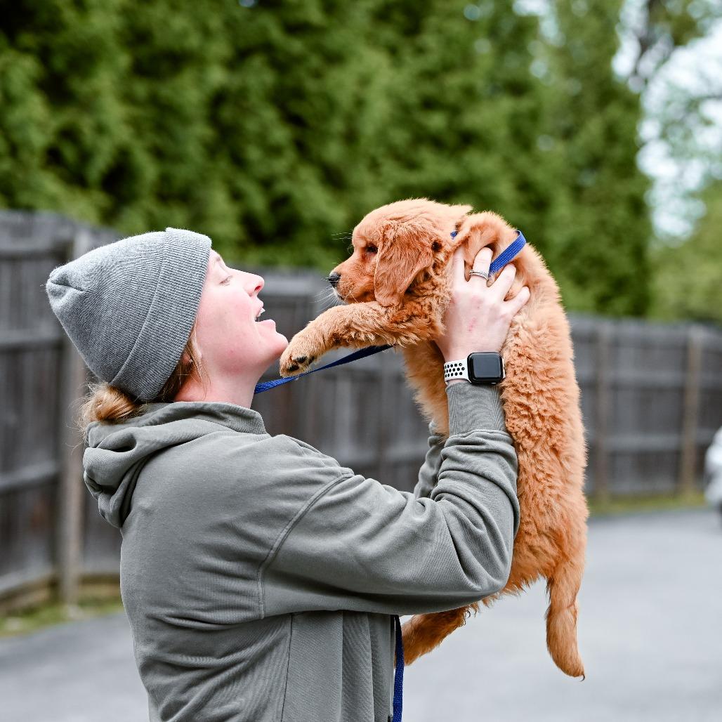 Cannelloni, an adopted Golden Retriever in Chester Springs, PA image 3/4
