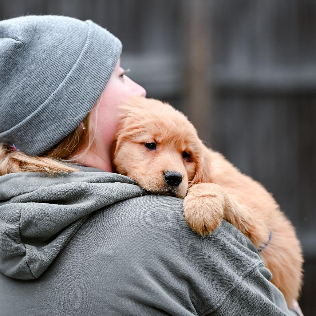 Cannelloni, an adopted Golden Retriever in Chester Springs, PA image 4/4