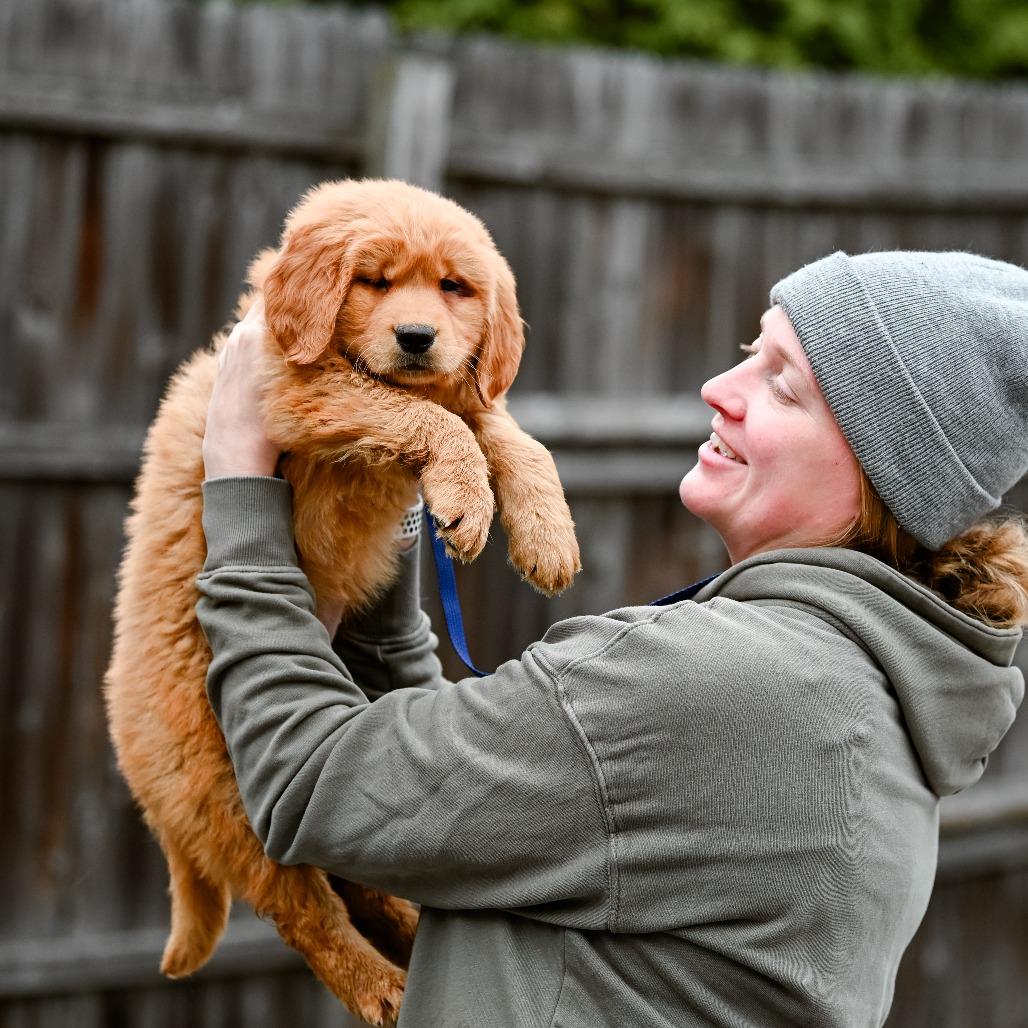 Cannelloni, an adopted Golden Retriever in Chester Springs, PA image 1/4