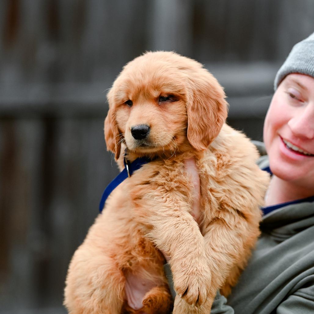 Cannelloni, an adopted Golden Retriever in Chester Springs, PA image 2/4