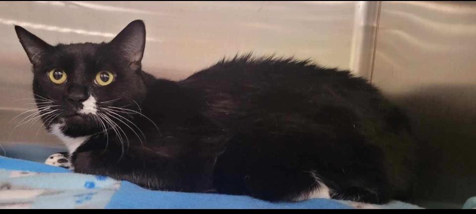 Fiona, Adopted, Adult Female Tuxedo.