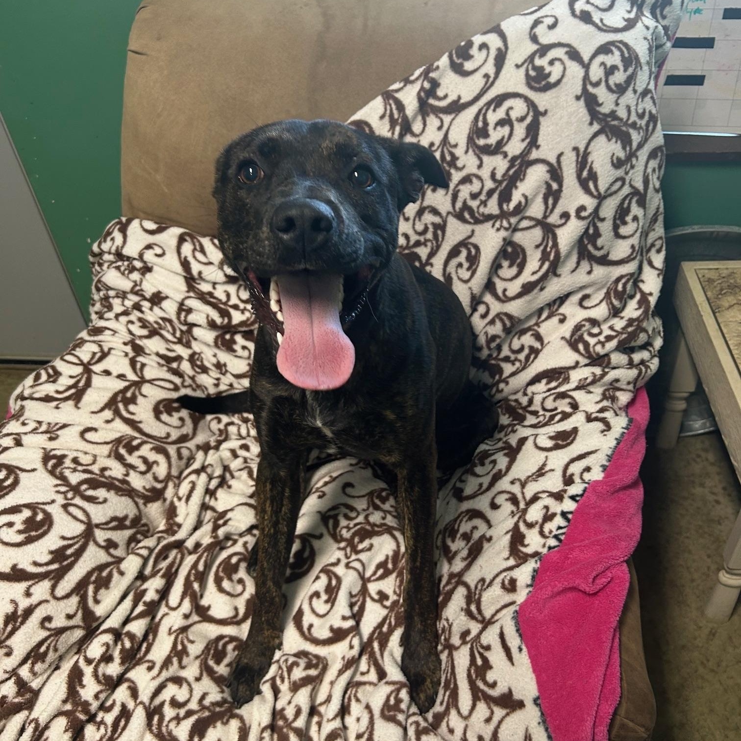 Enlarge Clover, a Adoptable Mixed Breed in Seneca, PA image 3/3