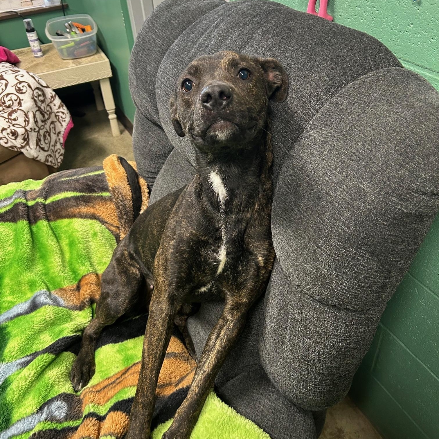 Enlarge Clover, a Adoptable Mixed Breed in Seneca, PA image 1/3