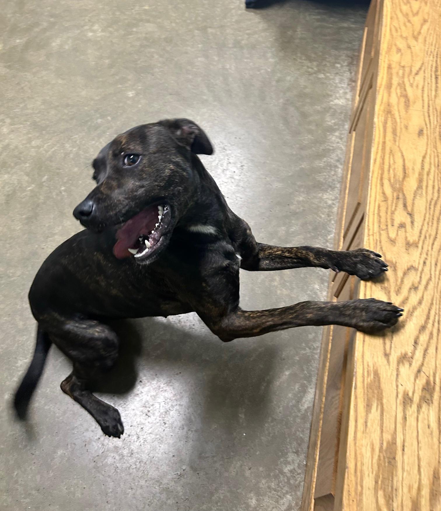 Enlarge Clover, a Adoptable Mixed Breed in Seneca, PA image 2/3