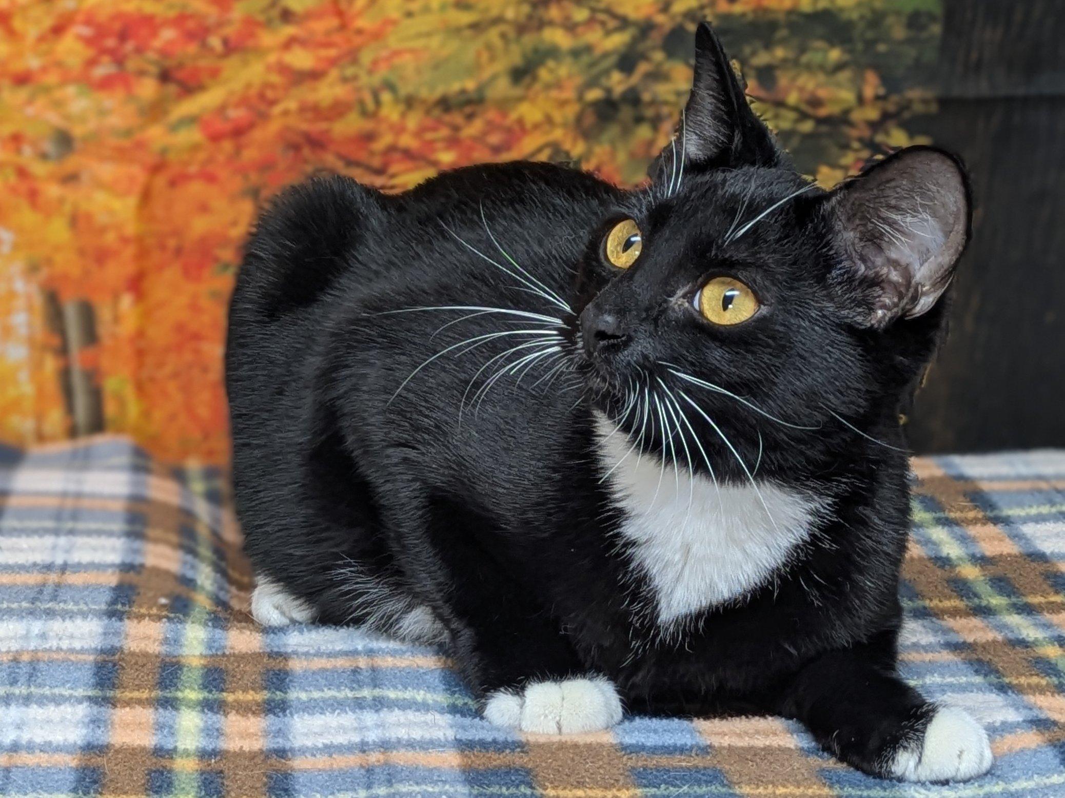 Enlarge Corn Chip SHY CAT SPECIAL $20, a Adoptable mixed breed image 3/6