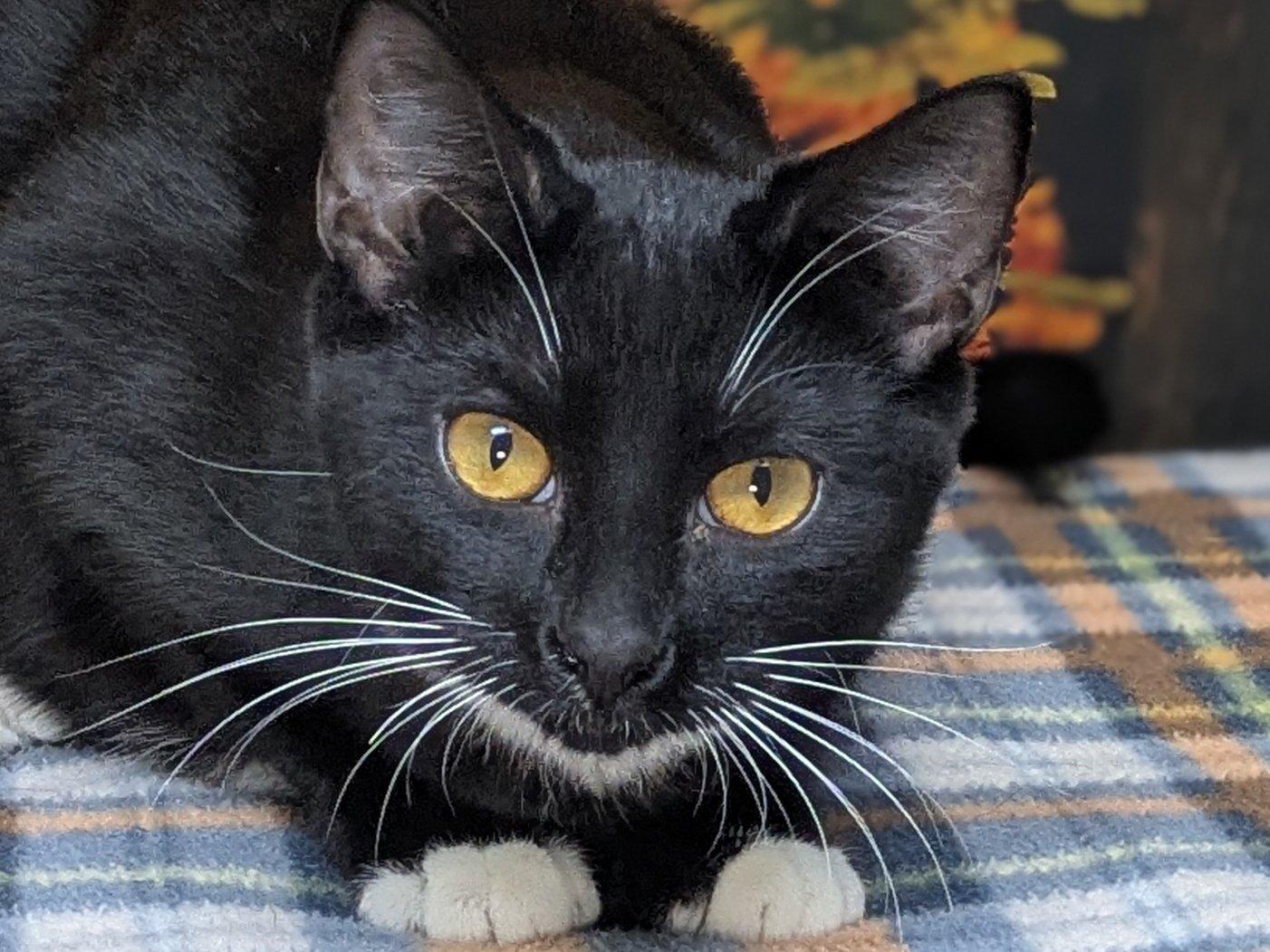 Enlarge Corn Chip SHY CAT SPECIAL $20, a Adoptable mixed breed image 1/6