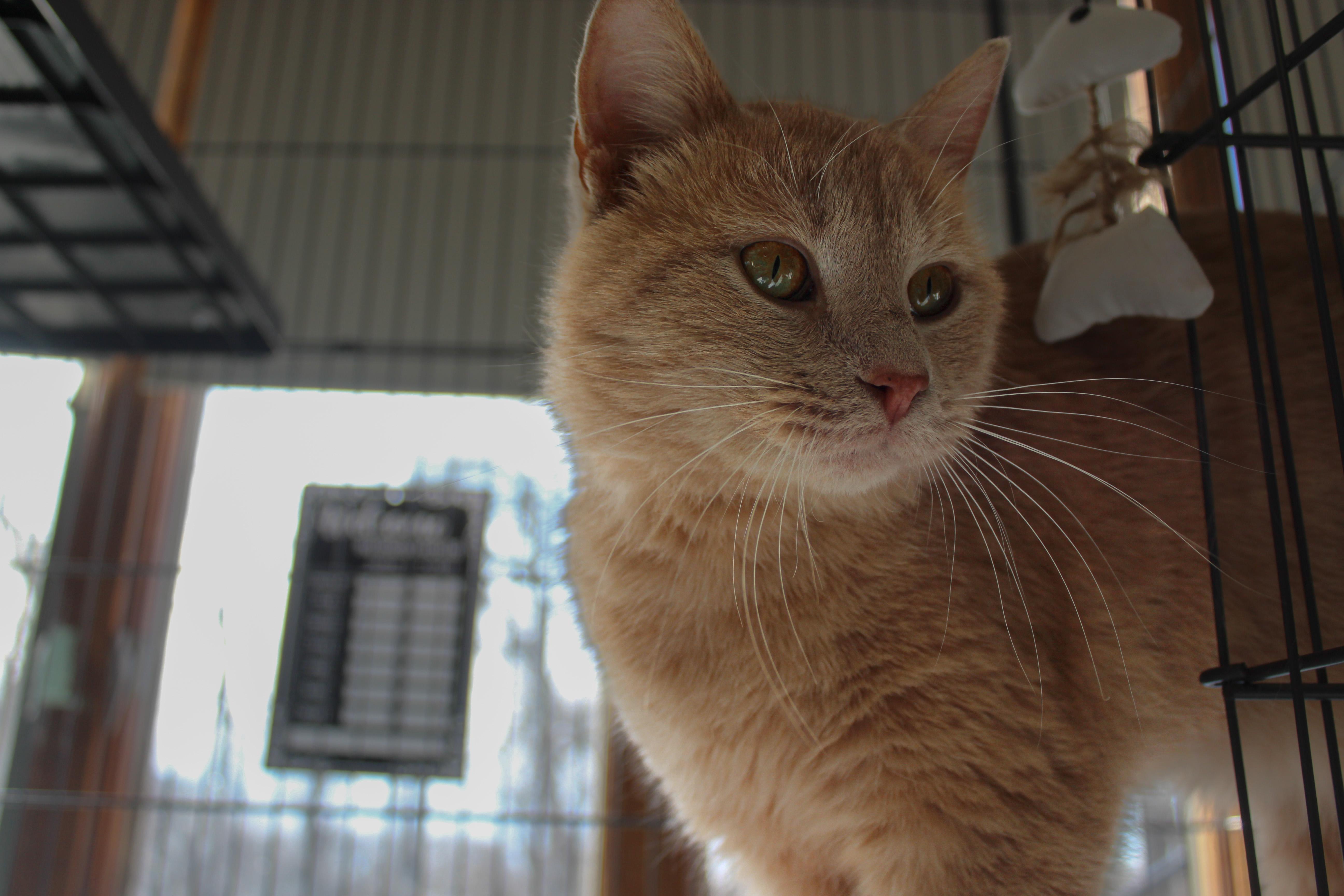 Enlarge Cheerio, an adopted Domestic Short Hair in Hutchinson, MN image 1/4