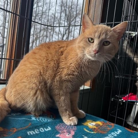 Enlarge Cheerio, an adopted Domestic Short Hair in Hutchinson, MN image 2/4