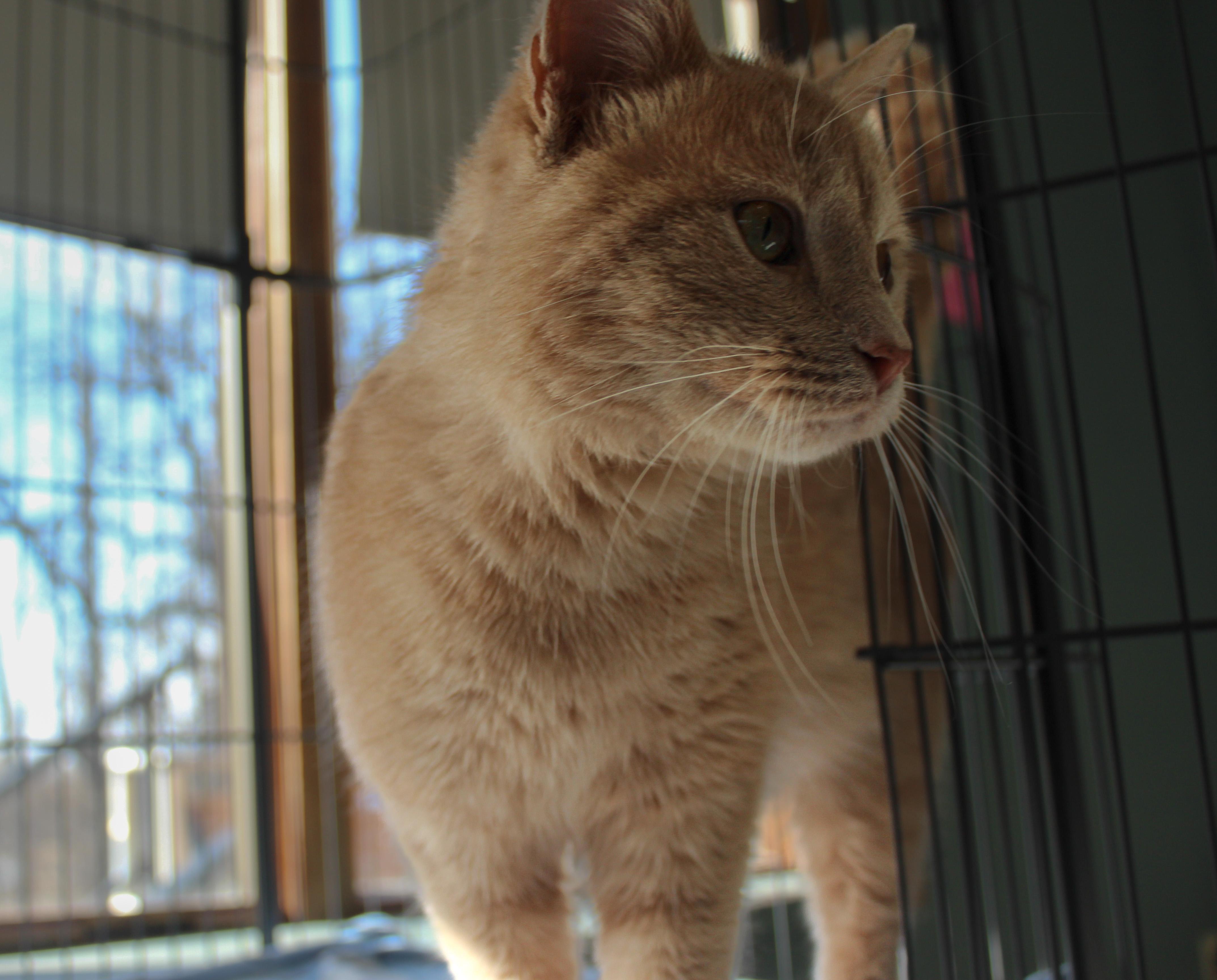 Enlarge Cheerio, an adopted Domestic Short Hair in Hutchinson, MN image 3/4