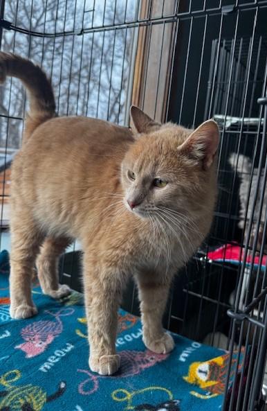 Enlarge Cheerio, an adopted Domestic Short Hair in Hutchinson, MN image 4/4