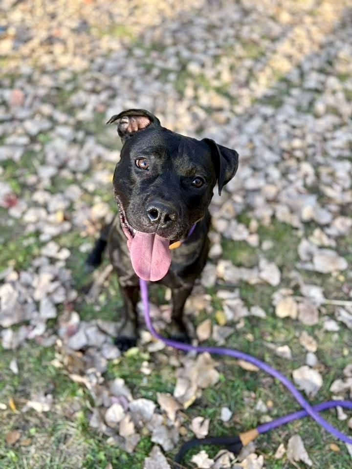 Enlarge Bailey, a ADOPTABLE Pit Bull Terrier in Chicago, IL image 1/5
