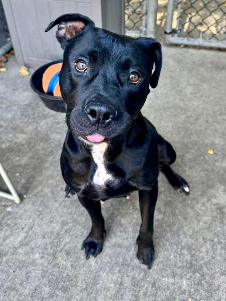 Enlarge Bailey, a ADOPTABLE Pit Bull Terrier in Chicago, IL image 2/5