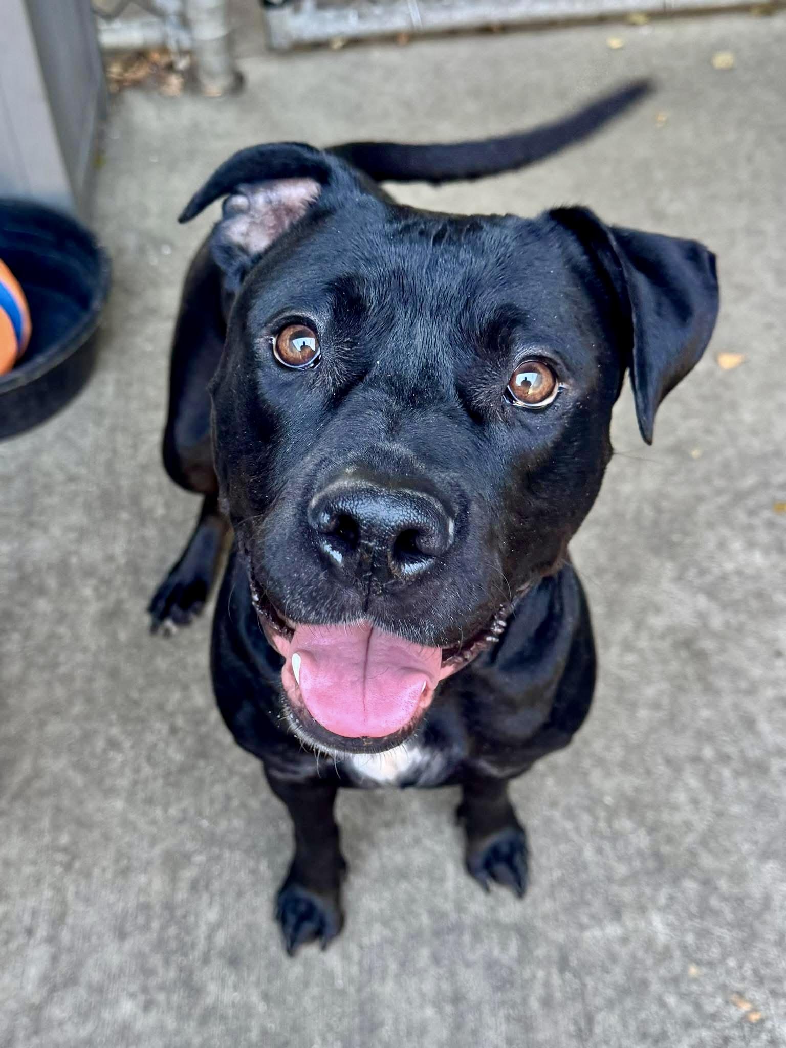Enlarge Bailey, a ADOPTABLE Pit Bull Terrier in Chicago, IL image 3/5